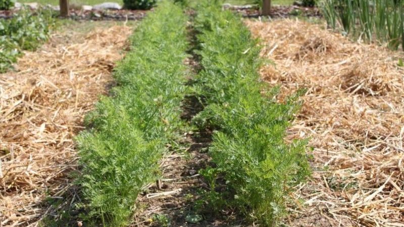 Step-by-step instructions for growing carrots from scratch