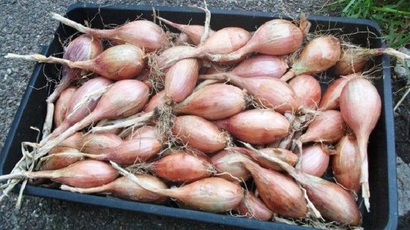 Guía paso a paso para plantar chalotes antes del invierno.