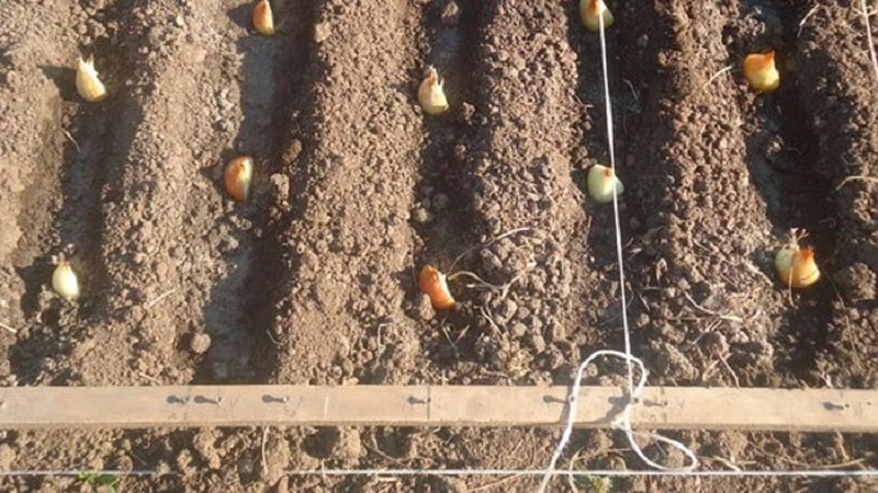 Guía paso a paso para plantar chalotes antes del invierno.