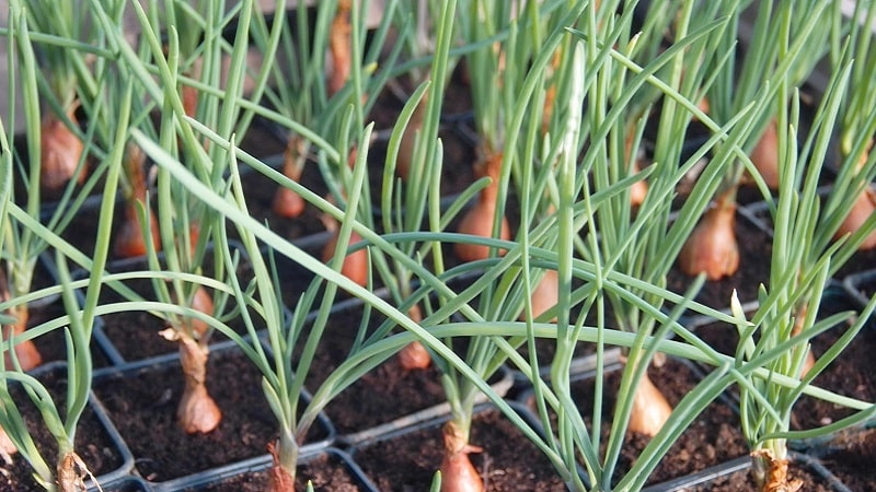 Step-by-step guide to planting shallots before winter