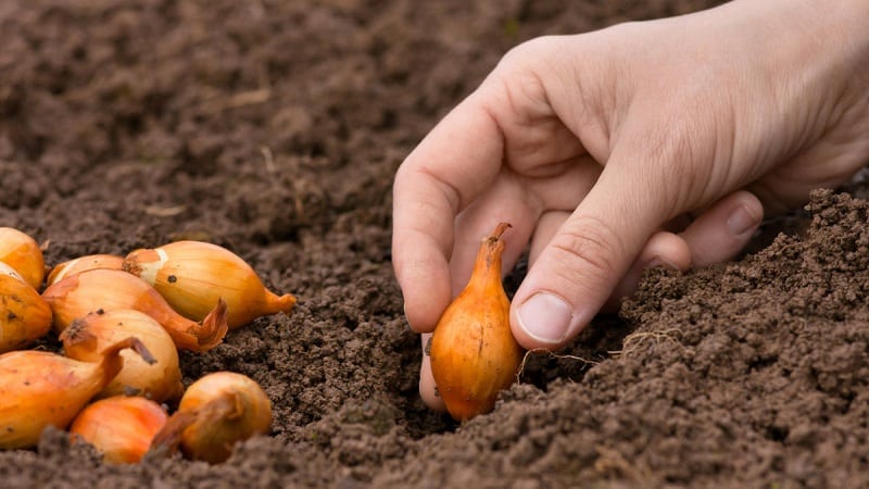 Guía paso a paso para plantar chalotes antes del invierno.