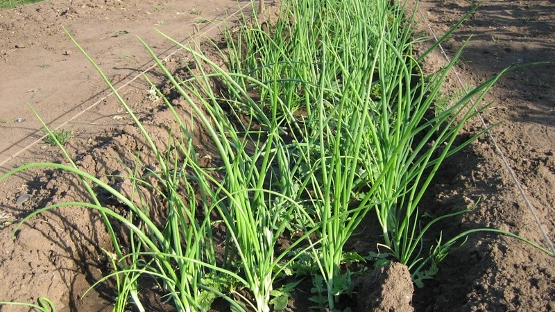 Guía paso a paso para plantar chalotes antes del invierno.