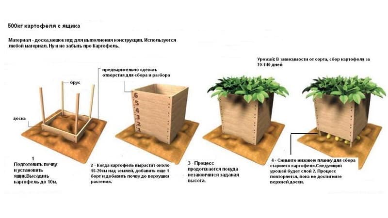 Корак по корак водич за узгој кромпира у кутијама