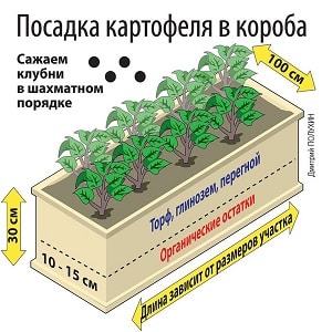 Корак по корак водич за узгој кромпира у кутијама