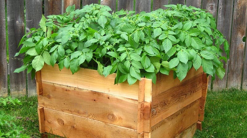 Guía paso a paso para cultivar patatas en cajas.