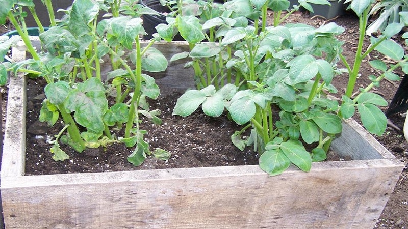 Guía paso a paso para cultivar patatas en cajas.