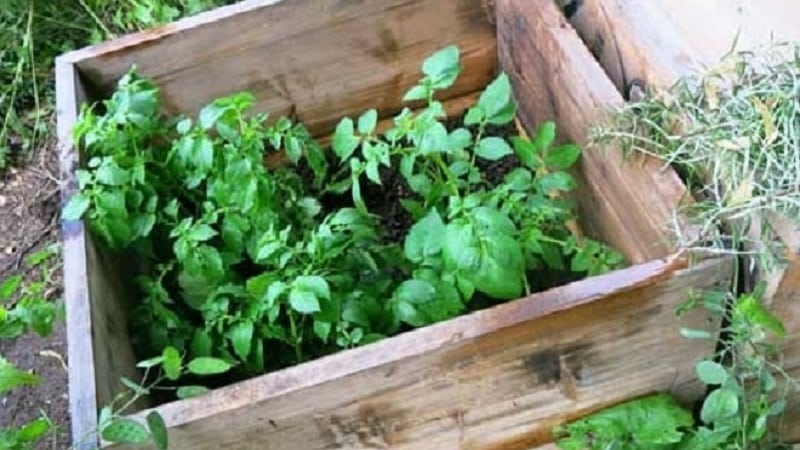 Guía paso a paso para cultivar patatas en cajas.