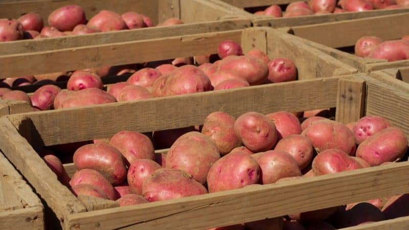 Normes per emmagatzemar les patates de llavors: instruccions per preparar les llavors i condicions òptimes