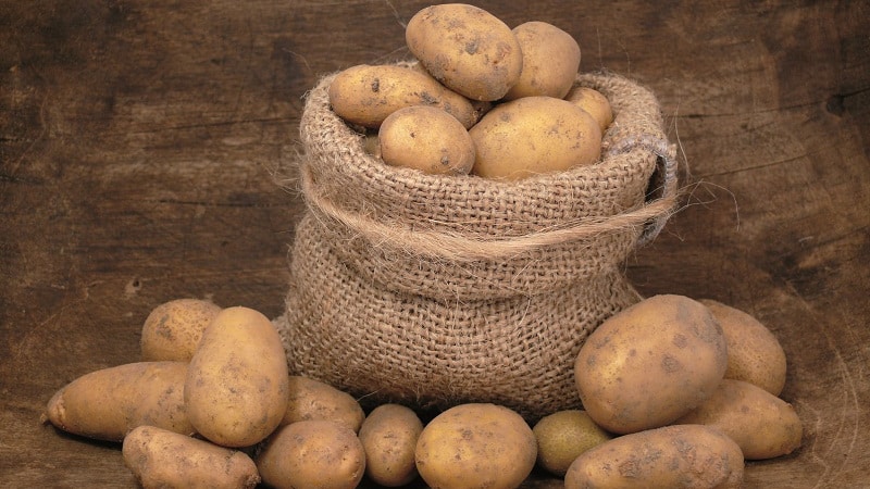 Regole per la conservazione delle patate da semina: istruzioni per la preparazione dei semi e condizioni ottimali