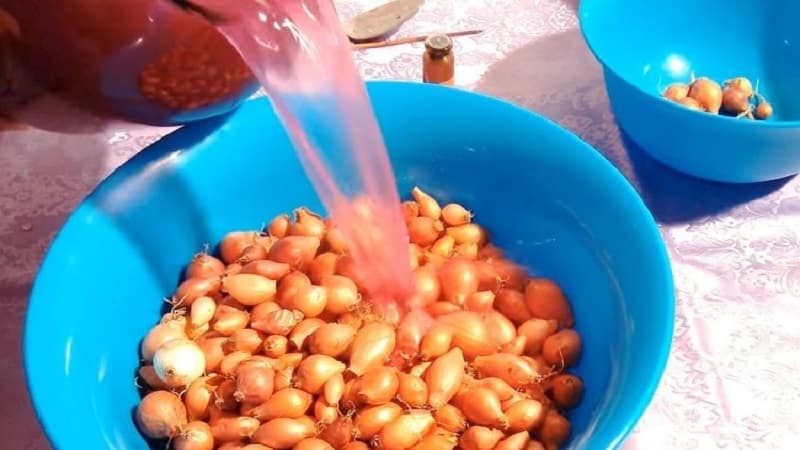 Règles de traitement des oignons avant la plantation