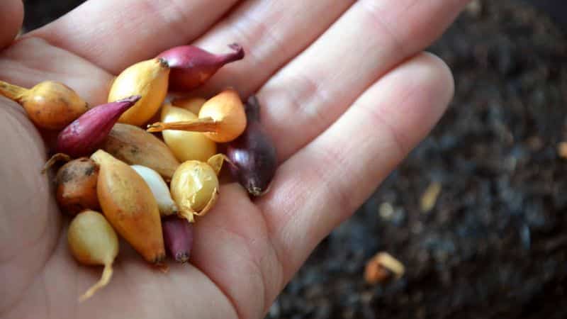 Règles de traitement des oignons avant la plantation