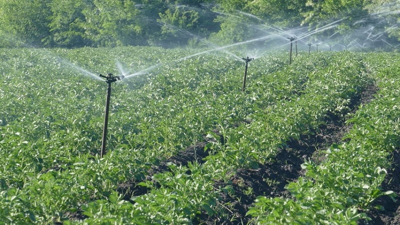 Regeln für das Gießen von Kartoffeln während der Blüte