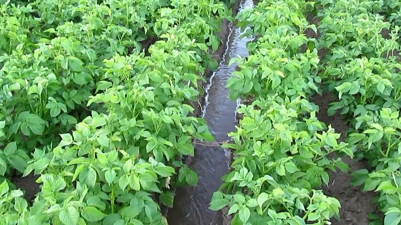 Mga panuntunan para sa pagtutubig ng patatas sa panahon ng pamumulaklak