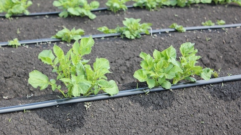 Regels voor het water geven van aardappelen tijdens de bloei