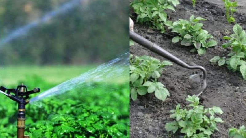 Regels voor het water geven van aardappelen tijdens de bloei