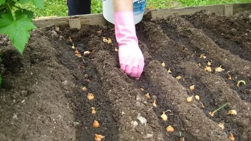 Regeln für das Pflanzen von Zwiebeln auf Rüben vor dem Winter