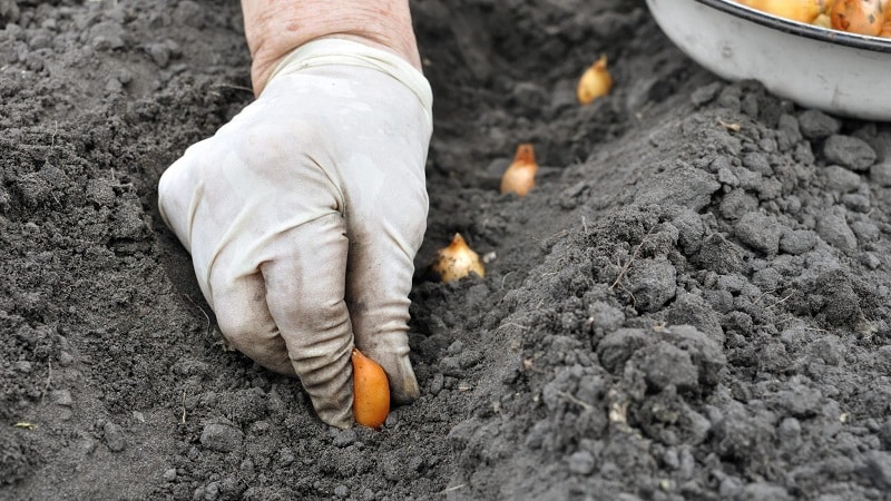 Regeln für das Pflanzen von Zwiebeln auf Rüben vor dem Winter