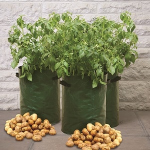 Rules for growing potatoes in bags