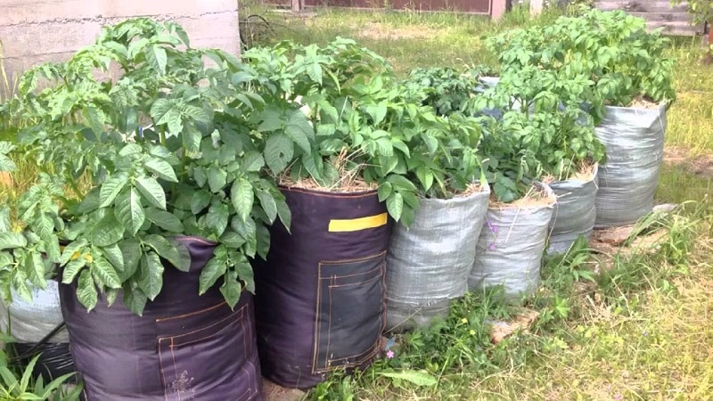 Rules for growing potatoes in bags