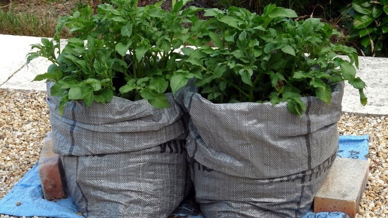 Règles pour cultiver des pommes de terre en sacs