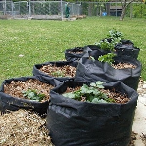 Rules for growing potatoes in bags