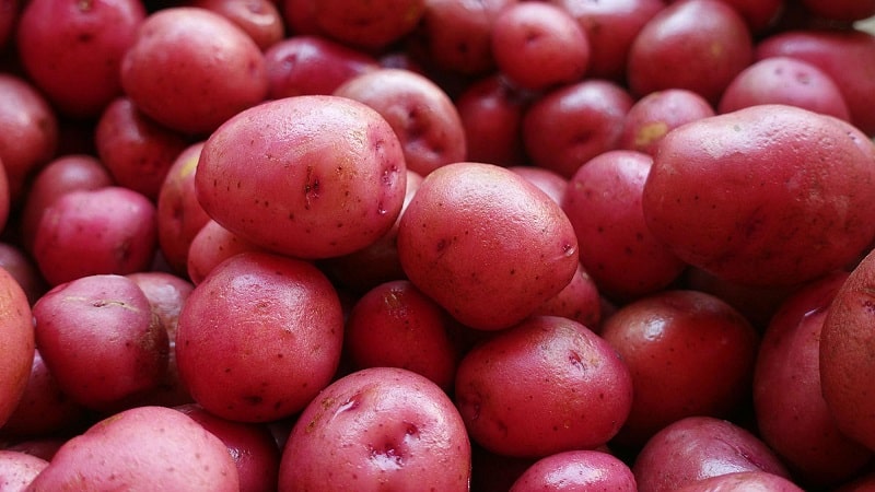 Excellent taste of red potatoes: what are their features and what types are there?