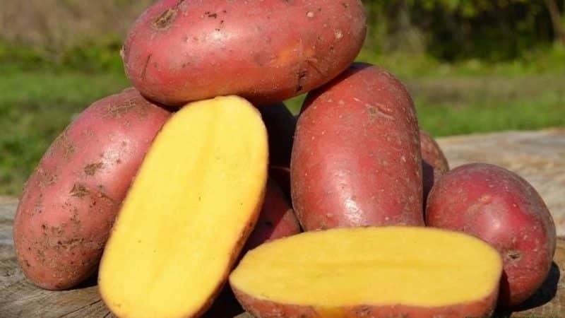 Uitstekende smaak van rode aardappelen: wat zijn hun kenmerken en welke soorten zijn er?