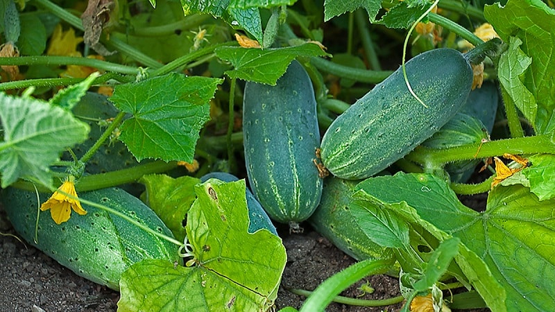 Prolonger la période de fructification des concombres : des recettes efficaces pour se nourrir en août