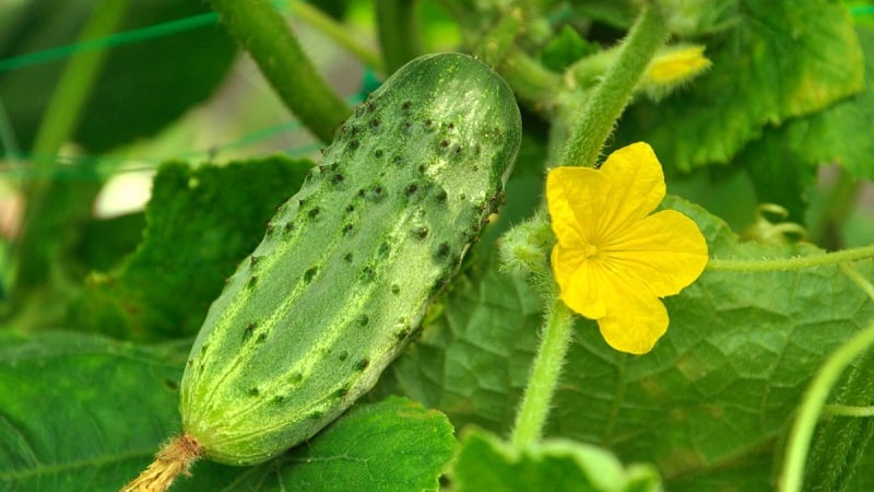 Prolonger la période de fructification des concombres : des recettes efficaces pour se nourrir en août