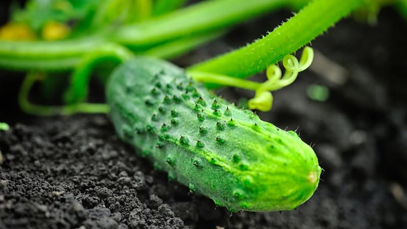 Prolonger la période de fructification des concombres : des recettes efficaces pour se nourrir en août