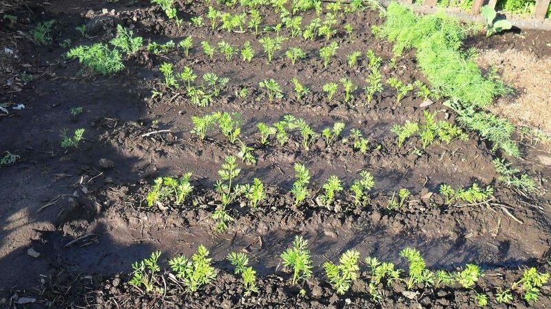 Planter les carottes correctement et à temps