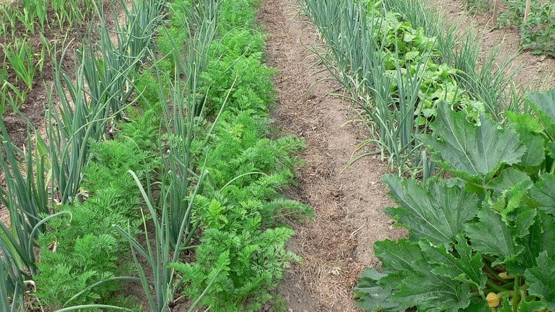 Plantar cenouras corretamente e na hora certa