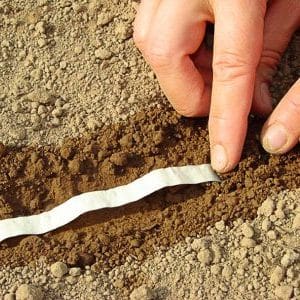 Wie man Karottensamen auf Klebeband pflanzt und wie man sie zu Hause herstellt