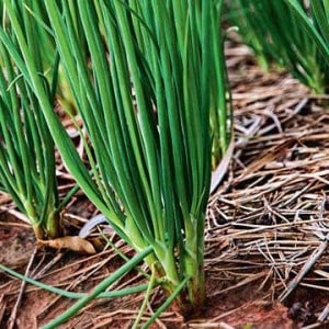 Pflanzmuster und Regeln für die Pflege von Winterzwiebeln