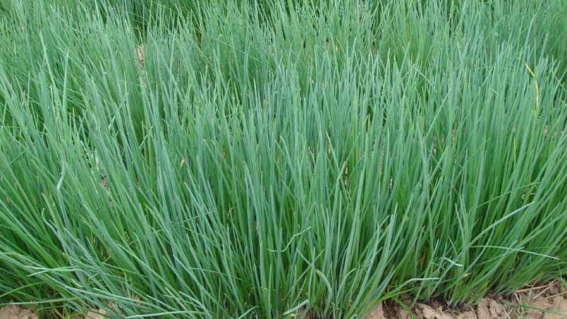 Perennial table onion Schnitt and its varieties