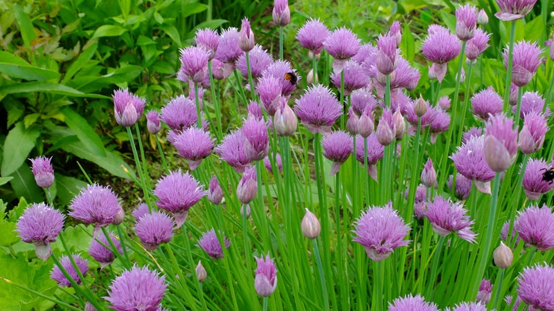 Perennial table onion Schnitt and its varieties