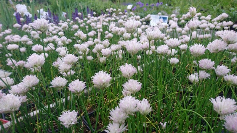 Perennial table onion Schnitt and its varieties