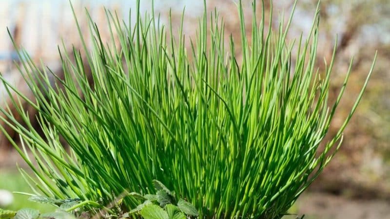 Perennial table onion Schnitt and its varieties