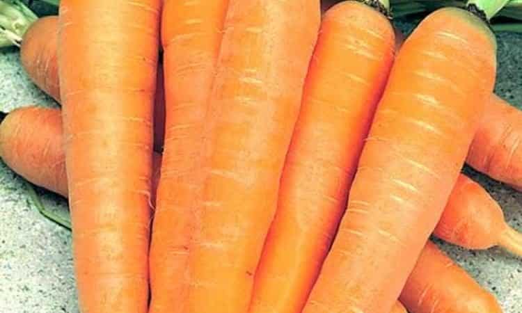 Sweet, delicate carrot variety Altai Gourmand