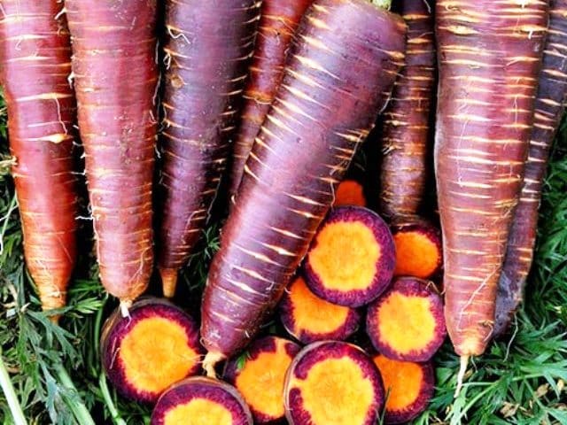 Instructions étape par étape pour faire pousser des carottes à partir de zéro