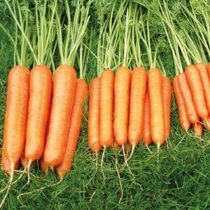 Carrot harvesting dates in Siberia: when is the best time to harvest