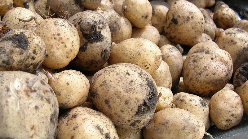 Patatas crudas y hervidas como alimento para cobayas, hámsteres y ganado.