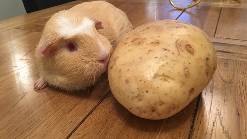 Kentang mentah dan rebus sebagai makanan untuk guinea pig, hamster dan ternakan