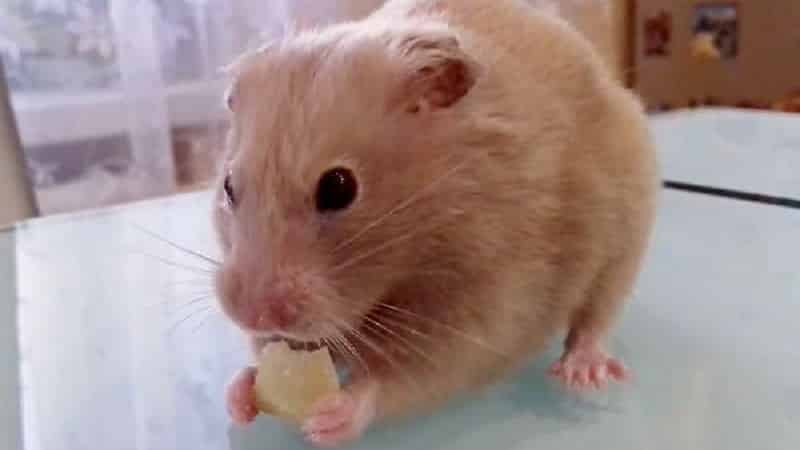 Kentang mentah dan rebus sebagai makanan untuk guinea pig, hamster dan ternakan