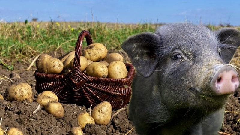 Patatas crudas y hervidas como alimento para cobayas, hámsteres y ganado.