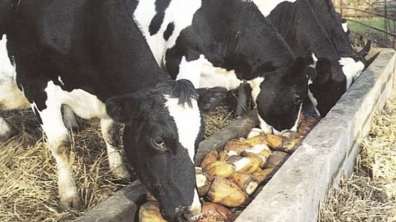 Raw and boiled potatoes as food for guinea pigs, hamsters and livestock