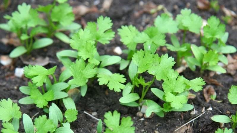 Tecnologia de plantació de julivert per a una germinació ràpida