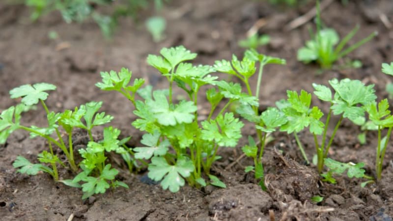 Peterselieplanttechnologie voor snelle kieming