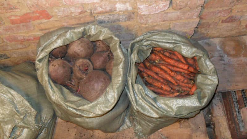 What and how to store carrots in the cellar in winter: a selection of the best ways