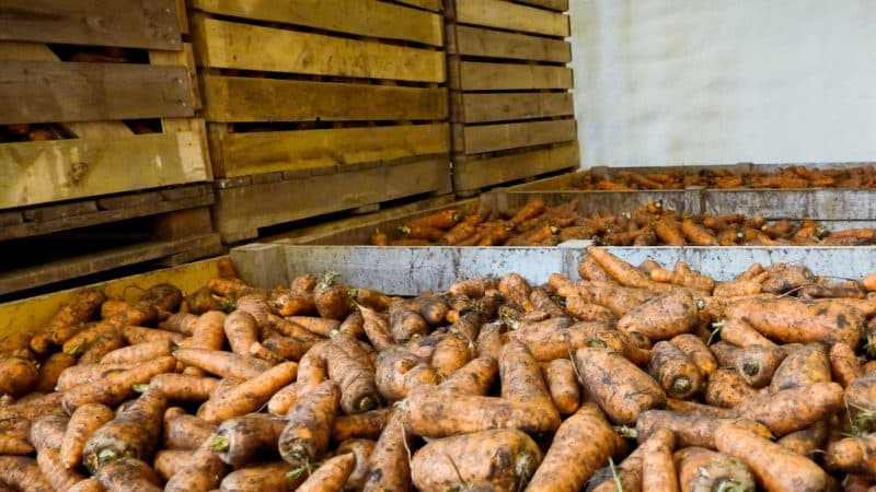 Wat en hoe wortelen in de winter in de kelder bewaren: een selectie van de beste manieren